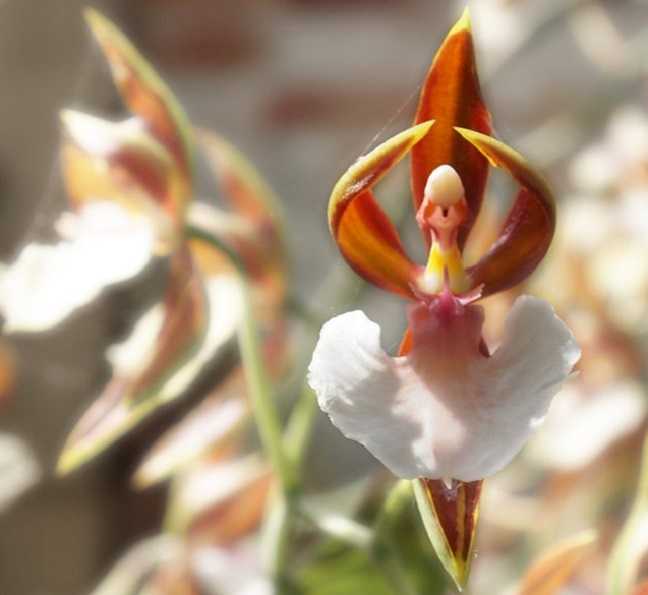 Image Name Ballerina Orchid 2