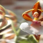 Ballerina Orchid - Photos, Curiosities and Much More