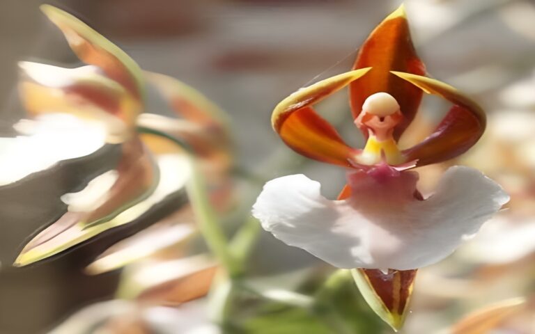 Ballerina Orchid – Photos, Curiosities and Much More