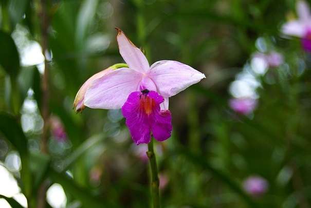 Image Name Bamboo orchid 2 1