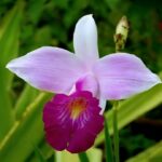 Bamboo Orchid (Arundina graminifolia) - How to Care