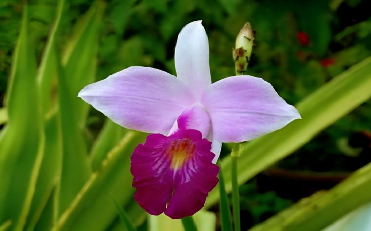 Bamboo orchid – featured image