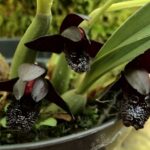 Black Orchid (Brasilorchis schunkeana): Its Types, Curiosities and Photos