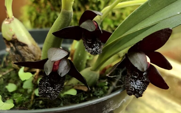 Black orchid – featured image Black Orchid (Brasilorchis schunkeana): Its Types, Curiosities and Photos