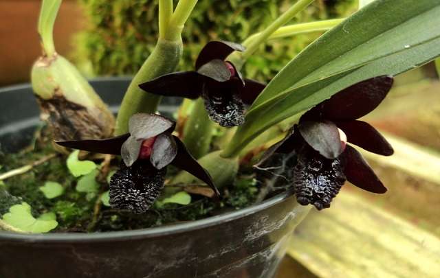 Image Name Black orchid