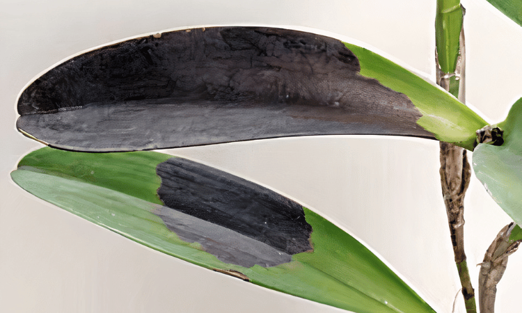 Image Name Black spots on the leaves of an orchid due to black rot