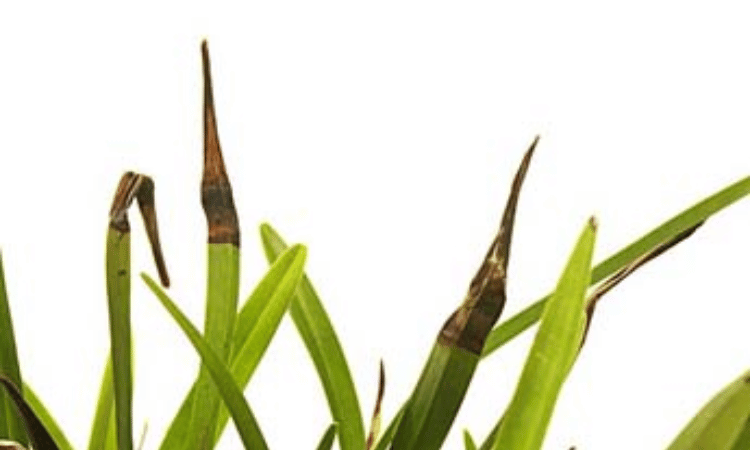 Image Name Black spots on tops of orchid leaves due to excess fertilizers