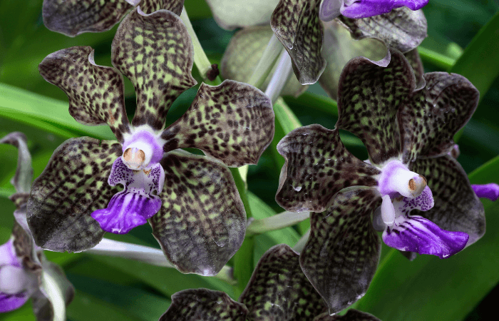 Image Name Black vanda blooming