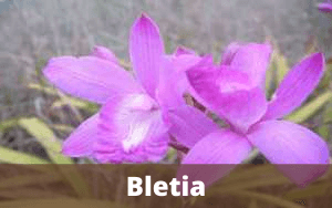 Image Name Bletia