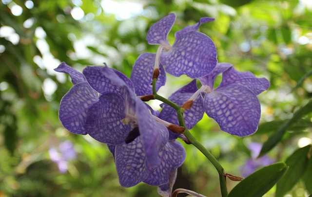 Image Name Blue vanda
