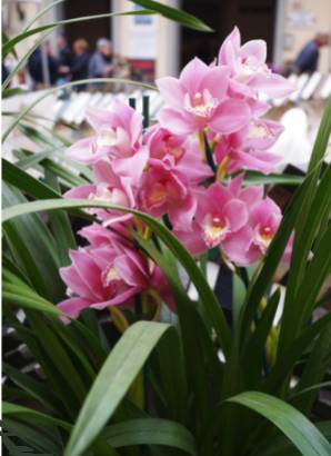 Image Name Boat orchid flowers 02