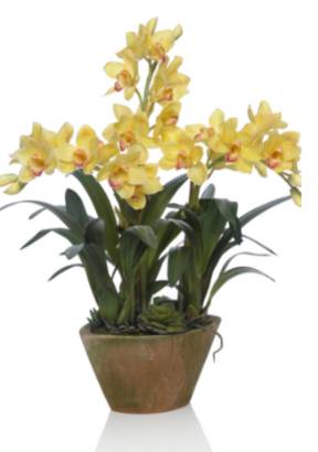 Image Name Boat orchid