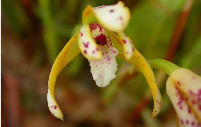Image Name Brasiliorchis picta 1