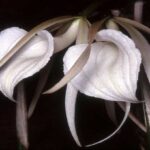 Brassavola (Lady Of The Night Orchids): 5-Step Care Guide