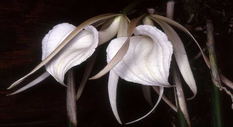 Brassavola – featured image