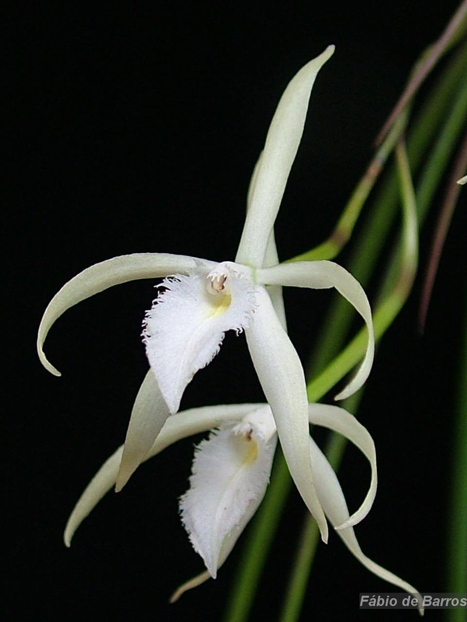 Image Name Brassavola martiana