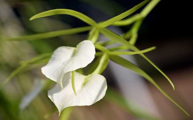 Image Name Brassavola subulifolia Lindl