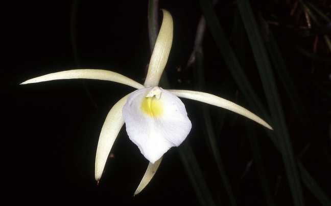 Image Name Brassavola tuberculata