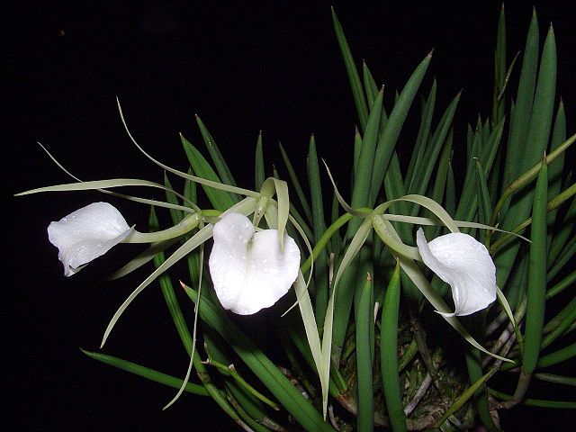 Image Name Brassavola nodosa