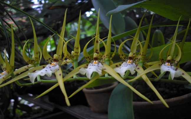 Image Name Brassia lawrenceana