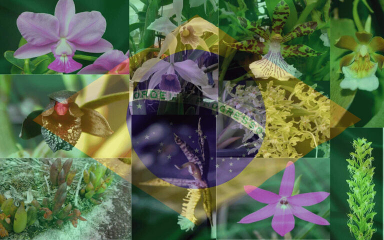22 Little-Known Brazilian Orchids (Photos and Curiosities)