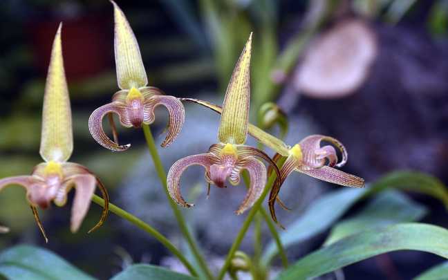 Image Name Bulbophyllum Species