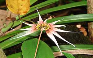 Image Name Bulbophyllum acuminatum