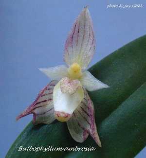 Image Name Bulbophyllum ambrosia