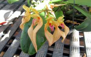 Image Name Bulbophyllum bicolor