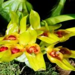 Bulbophyllum Orchid Care: Everything You Need to Know