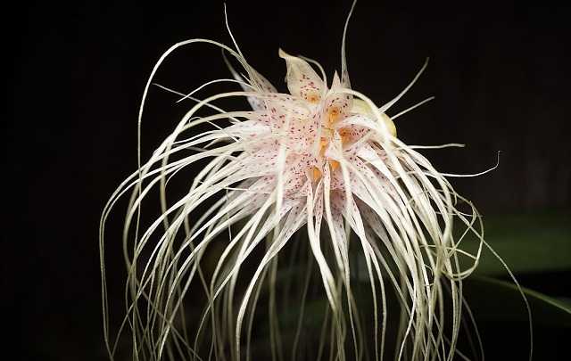 Image Name Bulbophyllum medusae orquidea medusa