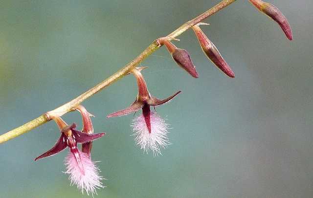 Image Name Bulbophyllum miniatum bulbophyllum saltatorium
