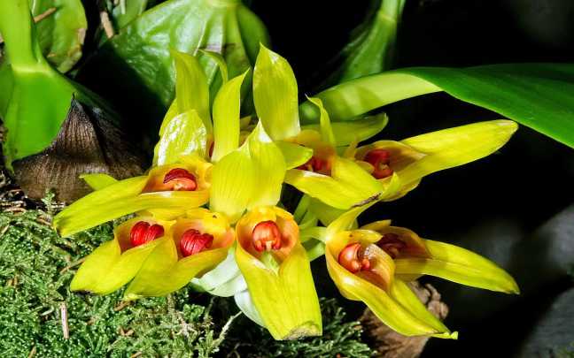 Image Name Bulbophyllum orchids