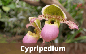 Image Name CYPRIPEDIUM