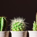 How to Care for Cactus and Mini Cactus (7 Simple Steps)