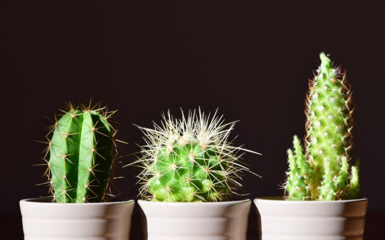 How to Care for Cactus and Mini Cactus (7 Simple Steps)