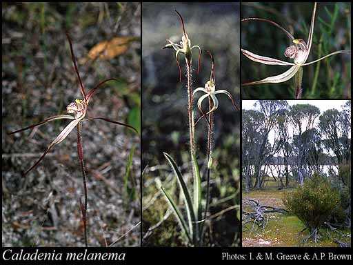 Image Name Caladenia melanema