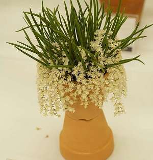 Image Name Capanemia superflua flowers