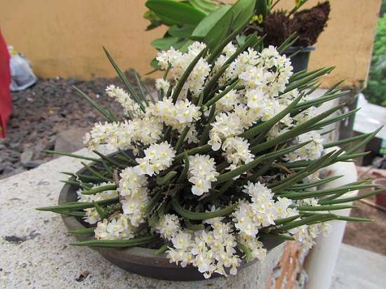 Image Name Capanemia superflua