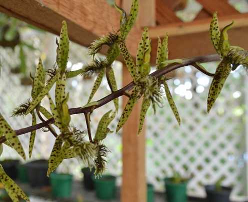 Image Name Catasetum amapa