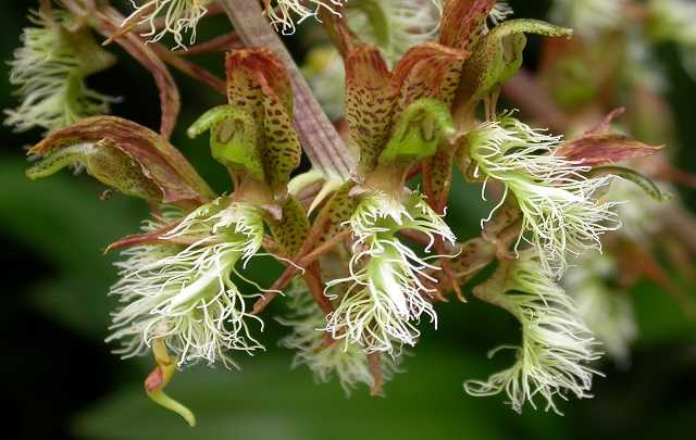 Image Name Catasetum barbatum