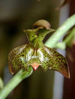 Image Name Catasetum cernuum