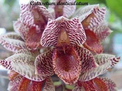 Image Name Catasetum denticulatum