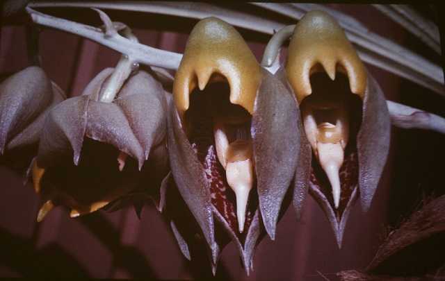 Image Name Catasetum macrocarpum