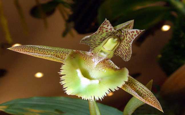 Image Name Catasetum orchids