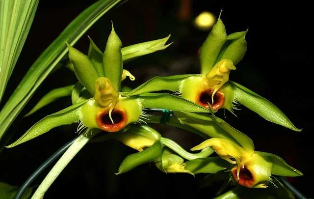 Image Name Catasetum osculatum 1