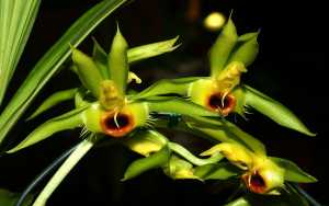 Image Name Catasetum osculatum