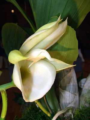 Image Name Catasetum pileatum