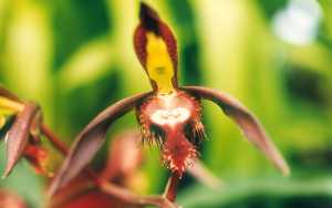 Image Name Catasetum saccatum