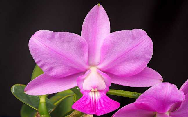 Image Name Cattleya Walkeriana